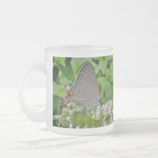 Gray Hairstreak Butterfly Mattglastasse (Links)