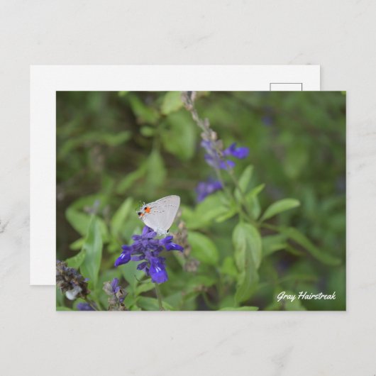Gray Hairstreak Butterfly Postkarte (Vorne/Hinten)