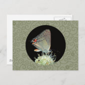 Gray Hairstreak Butterfly Postkarte (Vorne/Hinten)