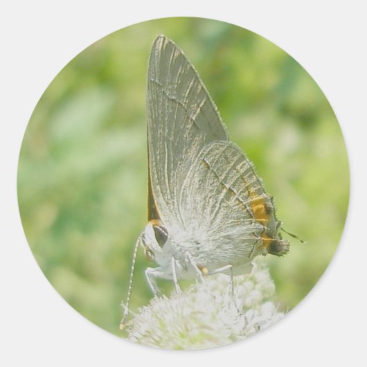 Gray Hairstreak Butterfly Stickers (Vorderseite)