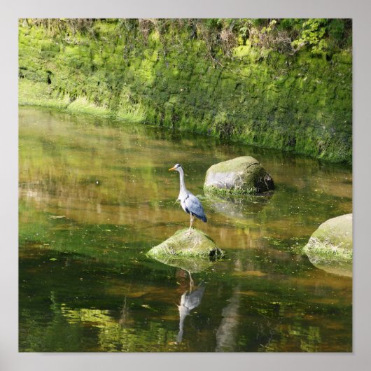 Gray Heron an einem Fluss in Warkworth Northumberl Poster (Vorne)