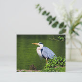Gray Heron Bird Postkarte (Stehend Vorderseite)