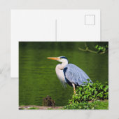 Gray Heron Bird Postkarte (Vorne/Hinten)