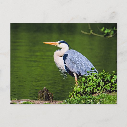 Gray Heron Bird Postkarte (Vorderseite)