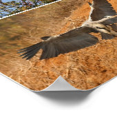 Gray Heron Collage Poster (Ecke)