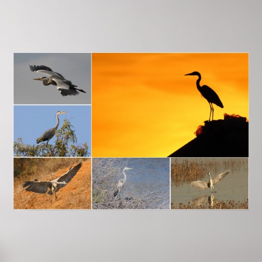 Gray Heron Collage Poster (Vorne)