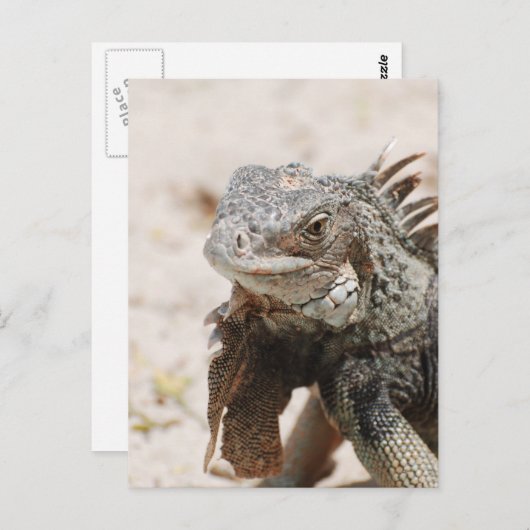 Gray Iguana Postkarte (Vorne/Hinten)