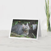 Gray Kitten and Garden Lamp Karte (Vorderseite)