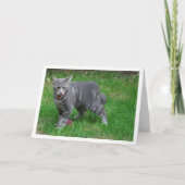 Gray Kitten auf Rasen Karte (Vorderseite)