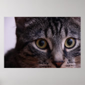 Gray Kitten Face 2 Poster (Vorne)