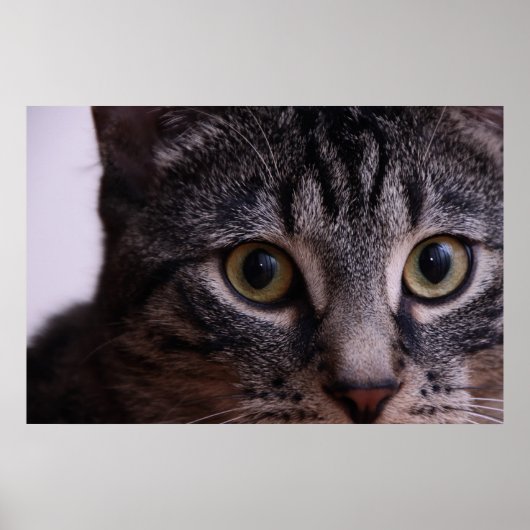 Gray Kitten Face 2 Poster (Vorne)