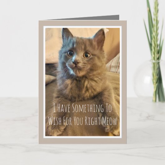 Gray Kitten Funny Birthday Card From Cat Karte (Vorderseite)
