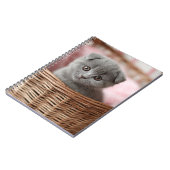 Gray Kitten in Basket-Notebook Notizblock (Linke Seite)