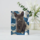 Gray Kitten Postcard Postkarte (Stehend Vorderseite)