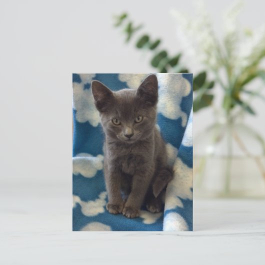 Gray Kitten Postcard Postkarte (Stehend Vorderseite)