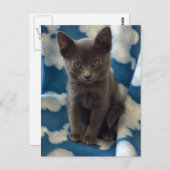 Gray Kitten Postcard Postkarte (Vorne/Hinten)