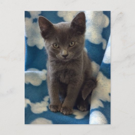 Gray Kitten Postcard Postkarte (Vorderseite)