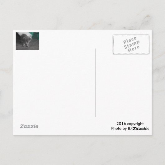 Gray Kitten Postkarte (Rückseite)