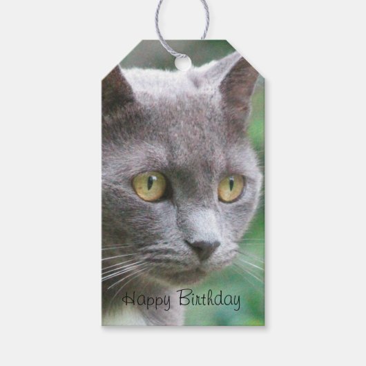 Gray Kitty Cat Geschenkanhänger (Vorderseite)