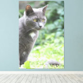 Gray Kitty Cat Leinwanddruck (Insitu (Holzboden))