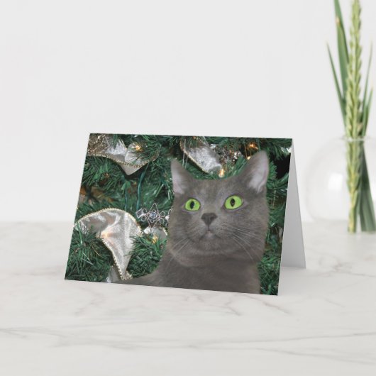 Gray kitty Christmas Feiertagskarte (Vorderseite)