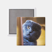 Gray Kitty Magnet (Vorderseite/Rückseite)
