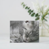 Gray Kitty Sleeping Postcard Postkarte (Stehend Vorderseite)