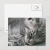 Gray Kitty Sleeping Postcard Postkarte (Vorne/Hinten)