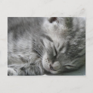 Gray Kitty Sleeping Postcard Postkarte