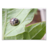 Gray Ladybug Fotodruck (Vorne)