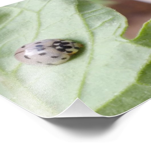 Gray Ladybug Fotodruck (Ecke)