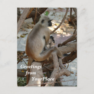 Gray Langur - Erholung nehmen Feiertagspostkarte