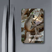 Gray Langur - Erholung nehmen Magnet