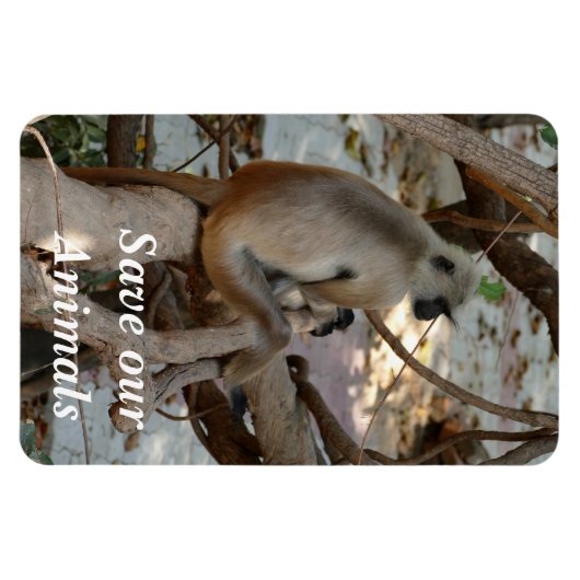 Gray Langur - Erholung nehmen Magnet (Horizontal)