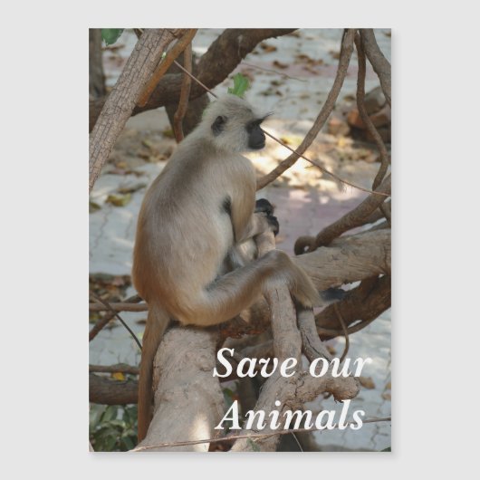 Gray Langur - Erholung nehmen Magnetkarte (Vorderseite)