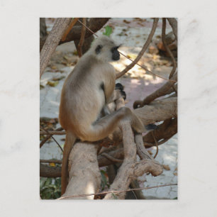 Gray Langur - Erholung nehmen Postkarte