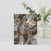 Gray Langur - Erholung nehmen Postkarte (Stehend Vorderseite)
