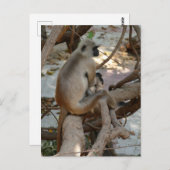 Gray Langur - Erholung nehmen Postkarte (Vorne/Hinten)