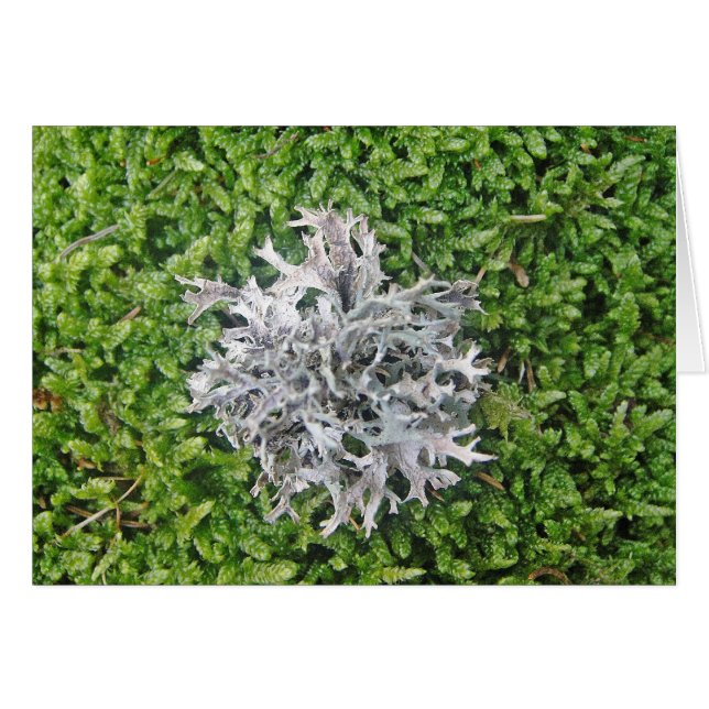 Gray Lichen auf grünem Moss (Vorderseite (Horizontal))