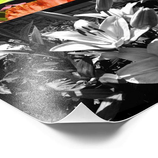 Gray Lilies Fotodruck (Ecke)