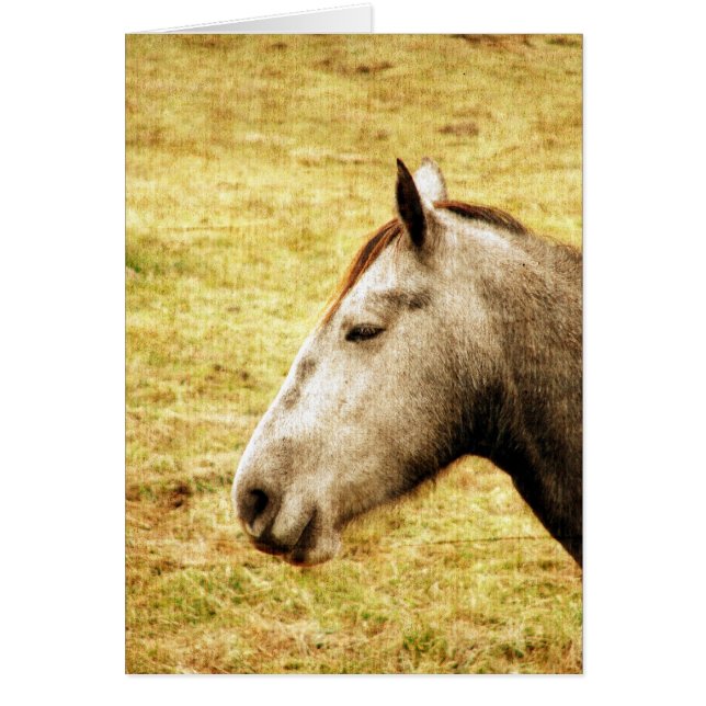 Gray Mare (Vorne)