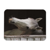 Gray Mare Beautiful Horse Magnet (Horizontal)