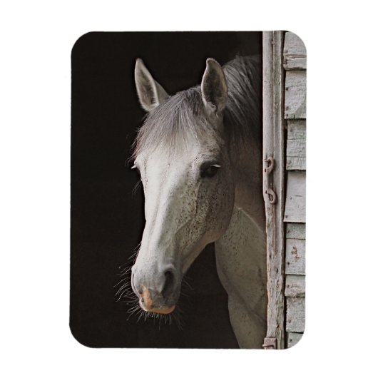 Gray Mare Beautiful Horse Magnet (Vertikal)