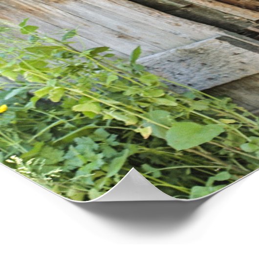 Gray Mare Horse & Barn Poster (Ecke)