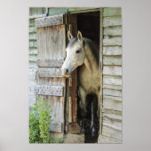 Gray Mare Horse & Barn Poster (Vorne)