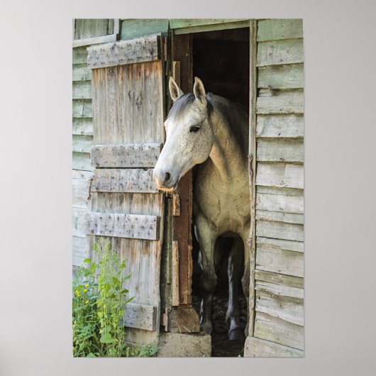 Gray Mare Horse & Barn Poster (Vorne)