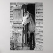 Gray Mare Horse & Barn Poster (Vorne)