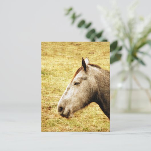Gray Mare Postkarte (Stehend Vorderseite)
