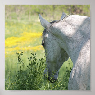 Gray Mare & Wildblumen Schönes Horse Poster