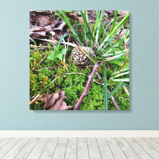 Gray Morel auf Leinwand (Insitu (Holzboden))